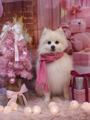 20241223ぽこちゃん